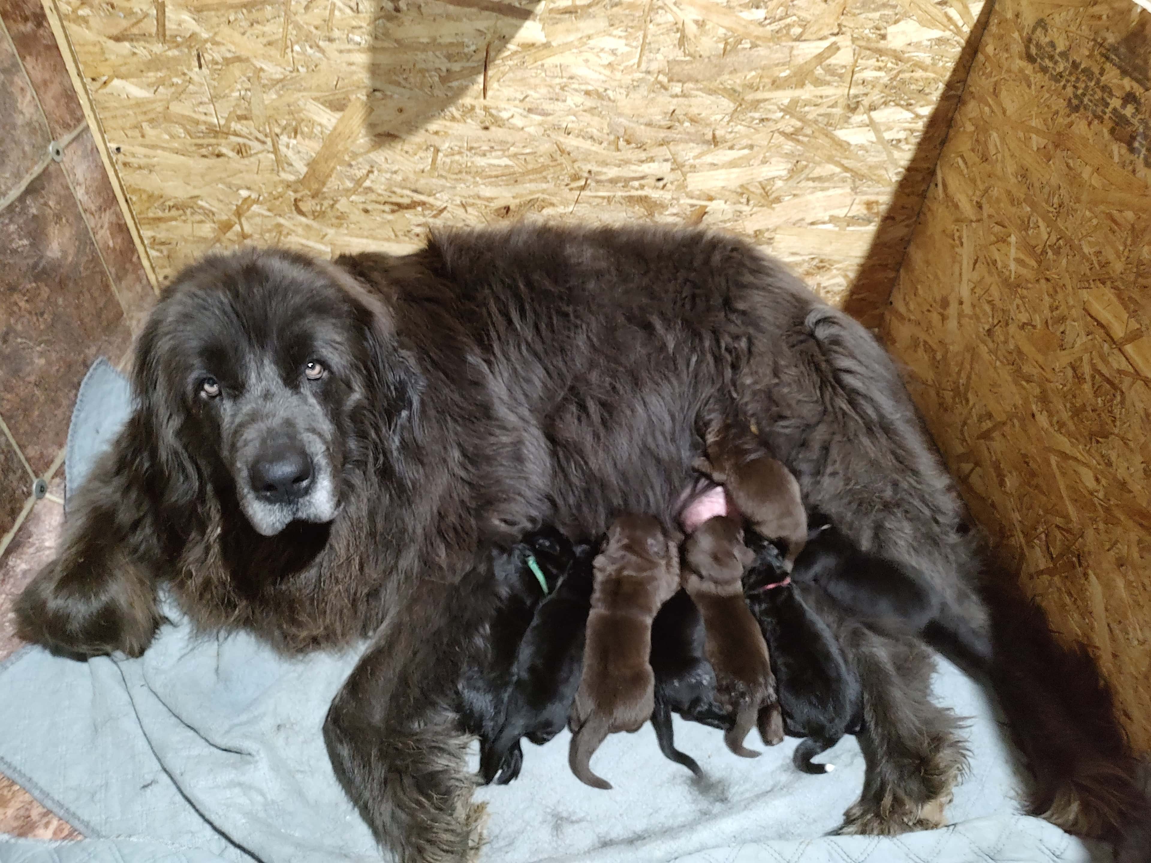 Onyx + Assa Litter photo 2025 April 22.