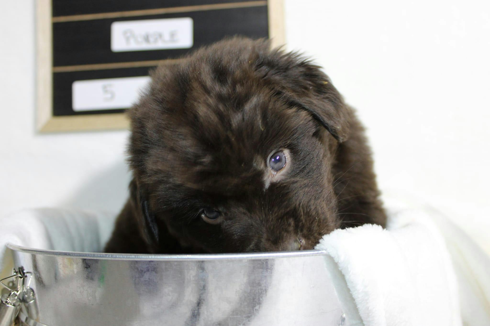 A Newfoundland puppy playing in a food bowl