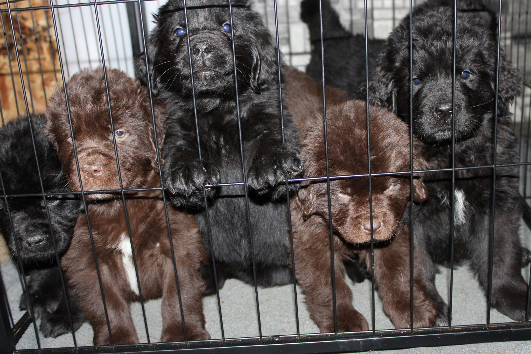 Black and brown Newfoundland puppies in a dog crate