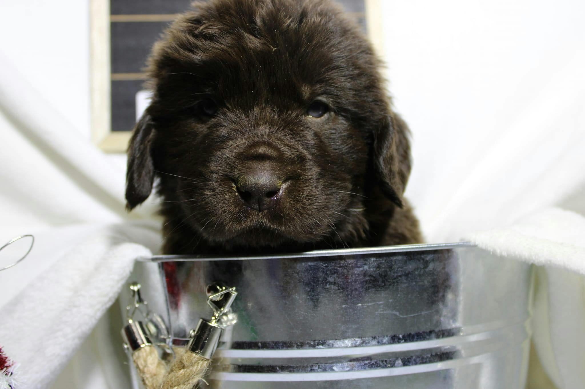 A brown puppy Newfoundland sitting in a bucket